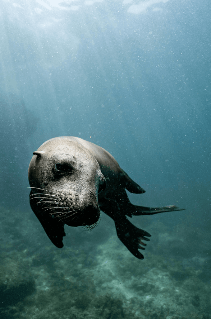 Pexels eliannedipp 4751278 679x1024