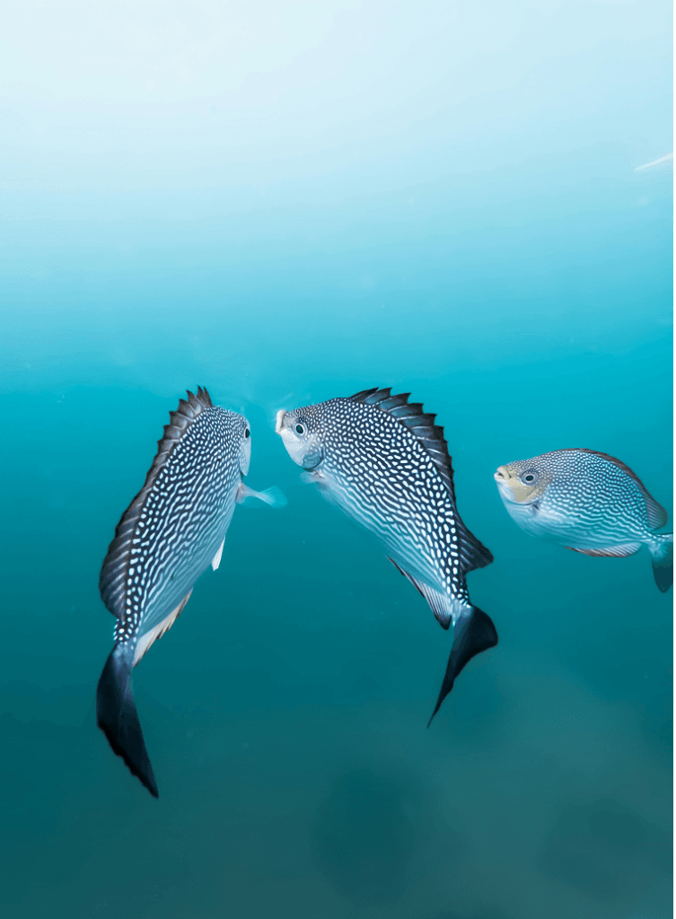 Pexels pat whelen 2913248 5735894 753x1024